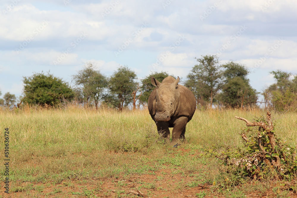Naklejka premium Breitmaulnashorn / Square-lipped rhinoceros / Ceratotherium simum