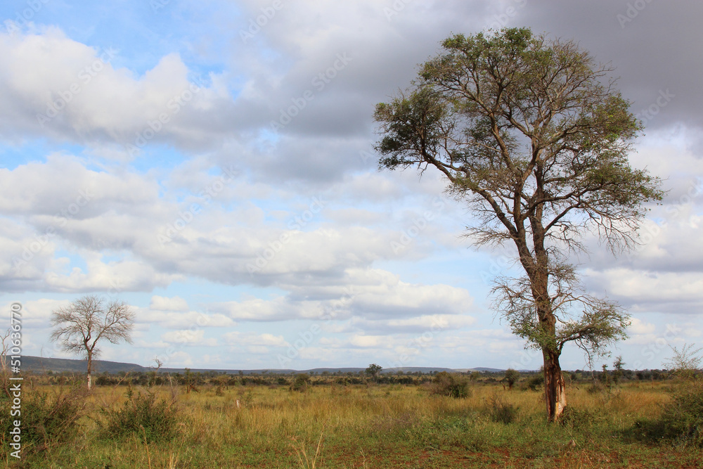 Afrikanischer Busch / African Bush / Afrikanischer Busch / African Bush /