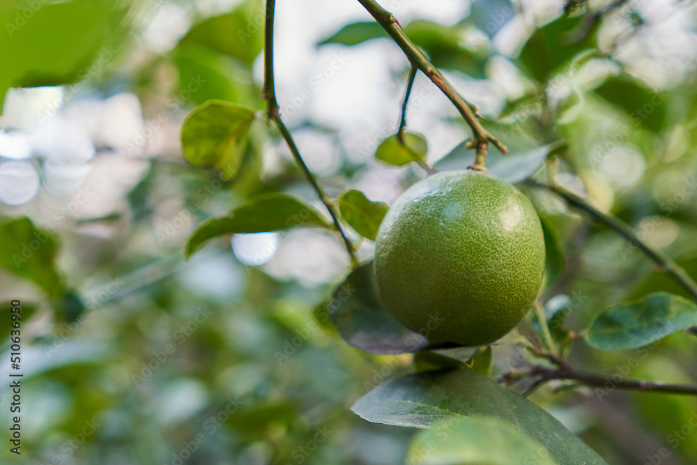 Lemon on tree, Green limes on a tree. 