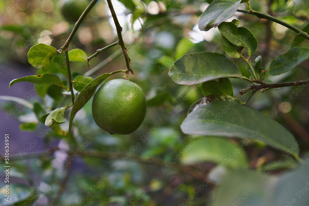 Green limes on a tree. 