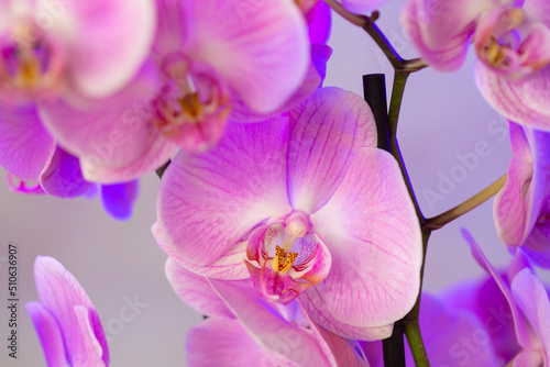Primer plano de flor de Orquídea en tonos rosas y morados.  photo