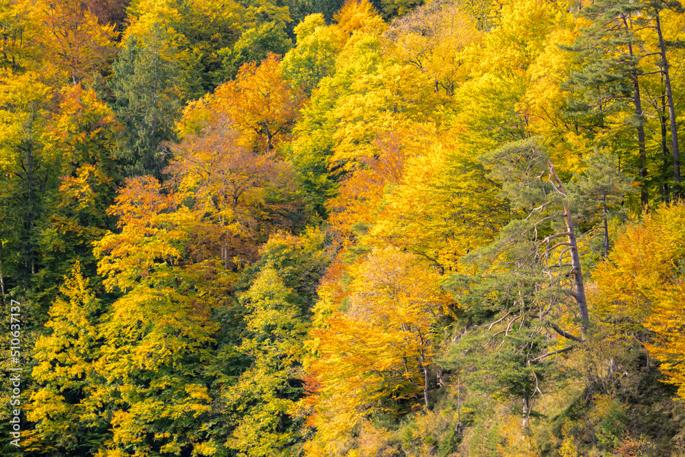autumn trees in the forest autumn trees in the forest