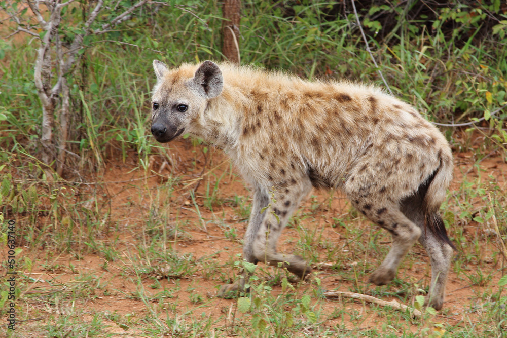 Tüpfelhyäne / Spotted hyaena / Crocuta crocuta.... Tüpfelhyäne / Spotted hyaena / Crocuta crocuta....