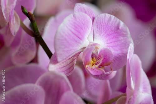 Primer plano de una Orquídea de tonos rosas y morados. Planta de orquídea plano macro. 