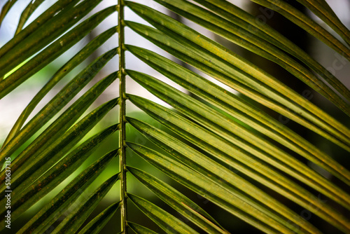 palm leaf background