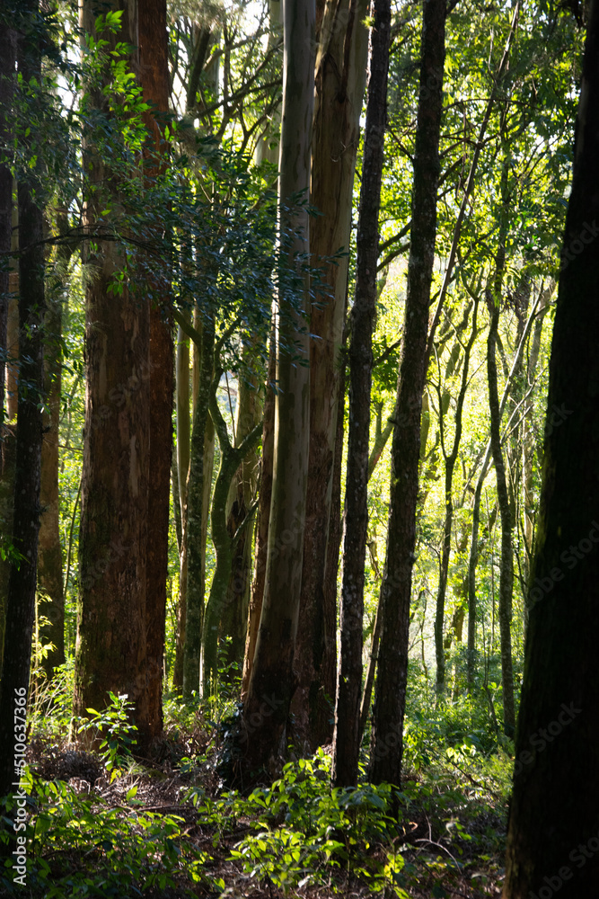 Naklejka premium morning in the woods