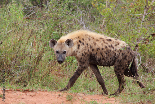 Tüpfelhyäne / Spotted hyaena / Crocuta crocuta...