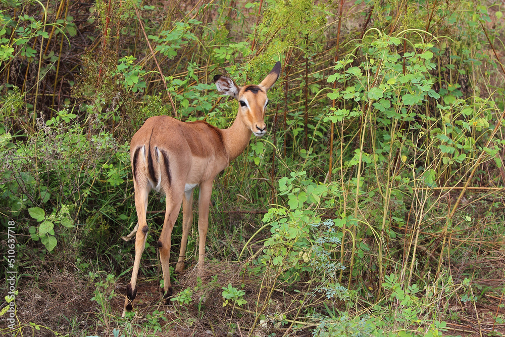 Schwarzfersenantilope / Impala / Aepyceros melampus Schwarzfersenantilope / Impala / Aepyceros melampus