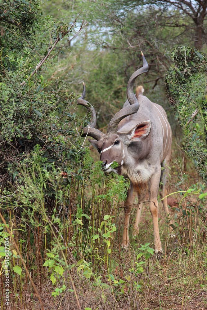 Großer Kudu / Greater kudu / Tragelaphus strepsiceros Großer Kudu / Greater kudu / Tragelaphus strepsiceros