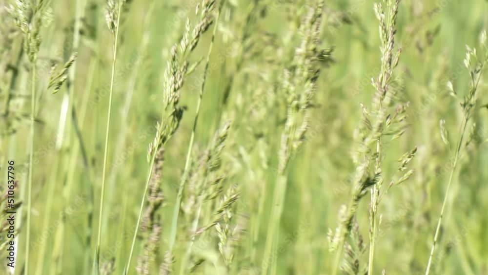 Blooming grass sways in the wind close-up panning Blooming grass sways in the wind close-up panning