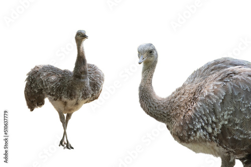 Leinwand Poster ostrich (rhea pennat)  isolated on white background