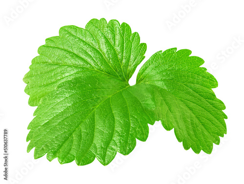 Strawberry leaf isolated on white background. Fresh green strawberry leaves top view
