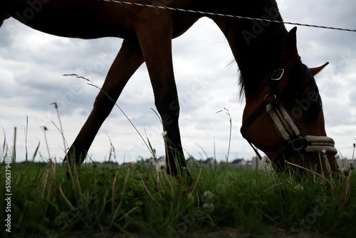 Koń brązowy skubiący trawę
