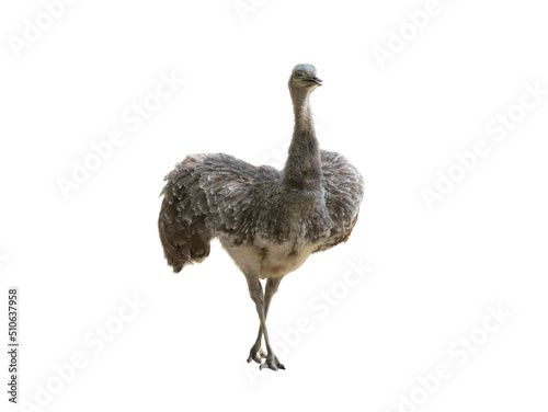 Photo ostrich (rhea pennata) stand isolated on white background