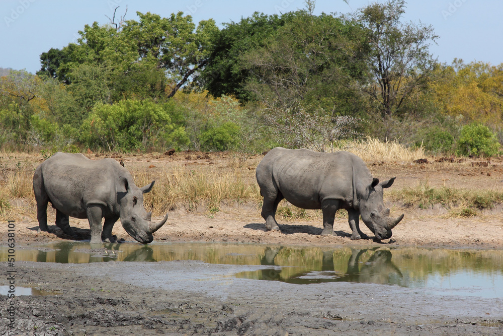 Fototapeta premium Breitmaulnashorn / Square-lipped rhinoceros / Ceratotherium simum