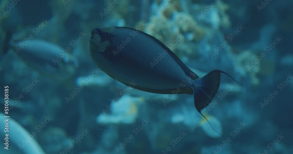 Underwater close up of a fish swimming in clear blue waters Underwater close up of a fish swimming in clear blue waters