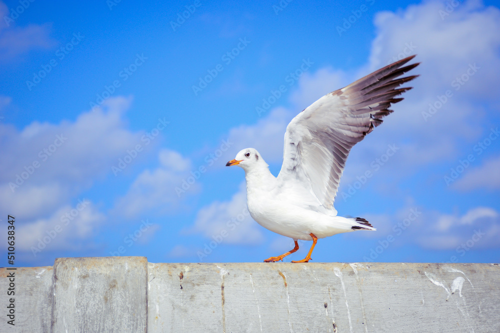 Fototapeta premium seagull in flight