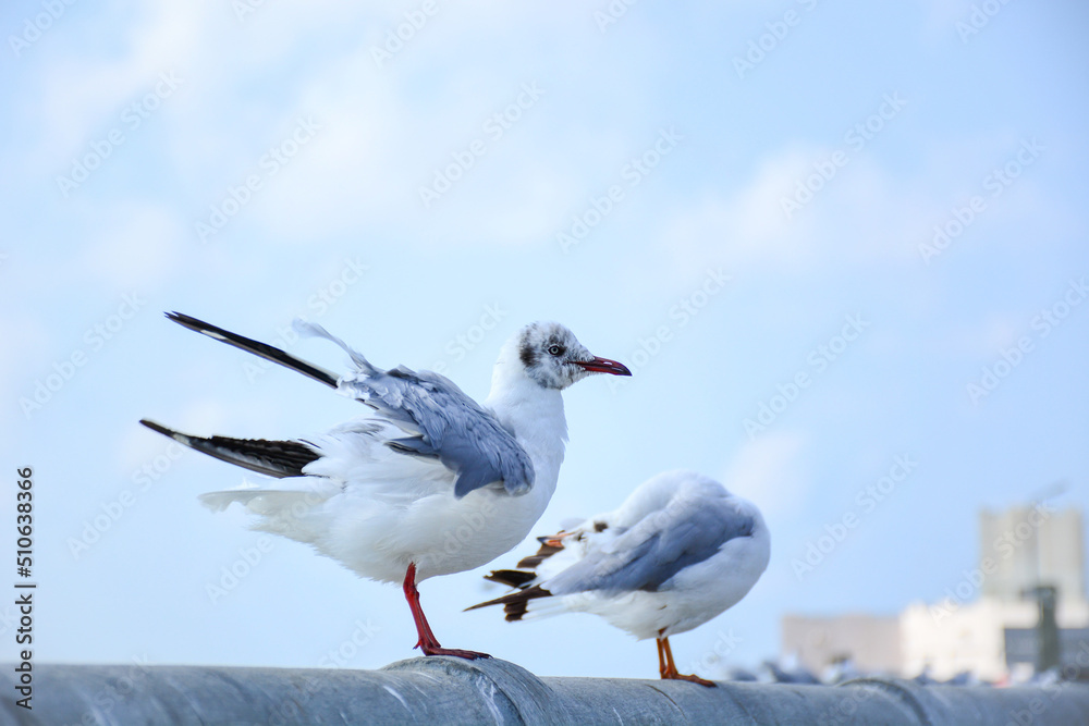 seagull on the roof