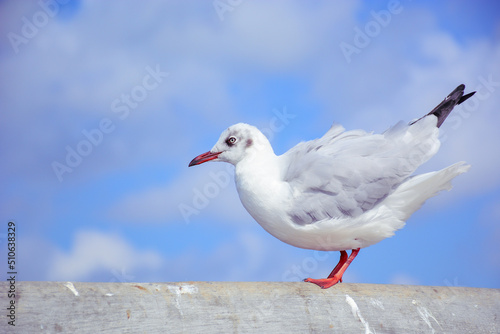 seagull on the wall