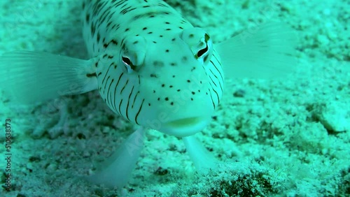 Speckled sandperch (Parapercis hexophtalma) stands on its pelvic fins on a sandy bottom, turning its eyes to examine the surroundings, front view, portrait. photo