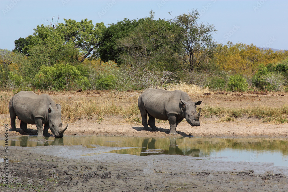 Fototapeta premium Breitmaulnashorn / Square-lipped rhinoceros / Ceratotherium simum