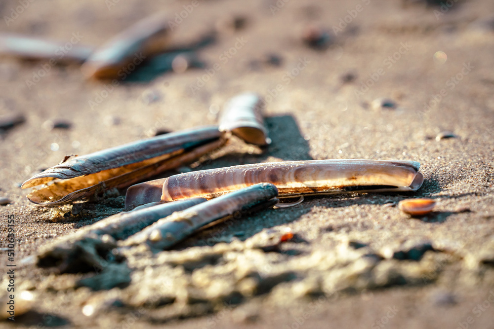 Razor shells washed up on beach and piled up Razor shells washed up on beach and piled up