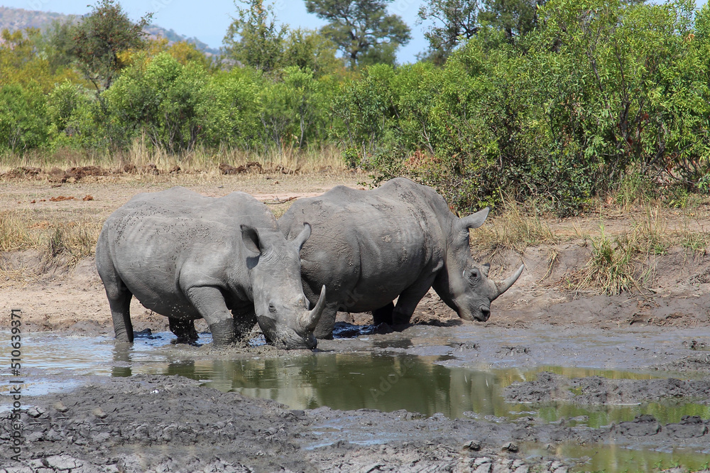 Breitmaulnashorn / Square-lipped rhinoceros / Ceratotherium simum Breitmaulnashorn / Square-lipped rhinoceros / Ceratotherium simum