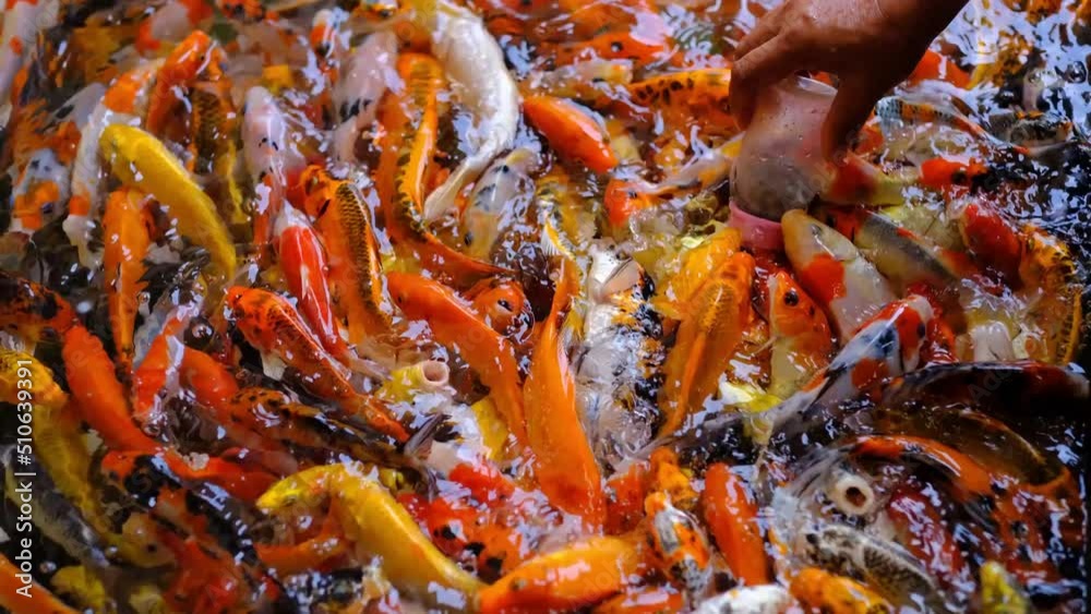 koi fish in the pond, Colorful koi carps in pond, Multi color koi fish close up view with dark background, Multicoloured Koifish swimming graceful in a water of an garden koi fish in the pond, Colorful koi carps in pond, Multi color koi fish close up view with dark background, Multicoloured Koifish swimming graceful in a water of an garden