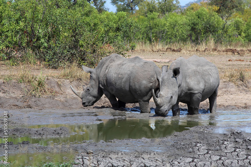 Breitmaulnashorn   Square-lipped rhinoceros   Ceratotherium simum