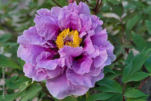 Fototapeta Naklejka Na Ścianę i Meble -  Pfingstrose nature outdoor blüte detail