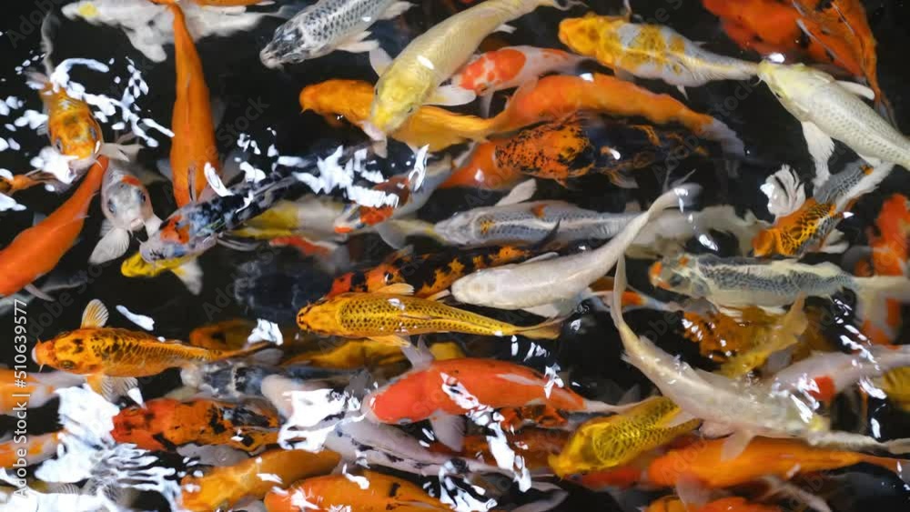 koi fish in the pond, Colorful koi carps in pond, Multi color koi fish close up view with dark background, Multicoloured Koifish swimming graceful in a water of an garden koi fish in the pond, Colorful koi carps in pond, Multi color koi fish close up view with dark background, Multicoloured Koifish swimming graceful in a water of an garden