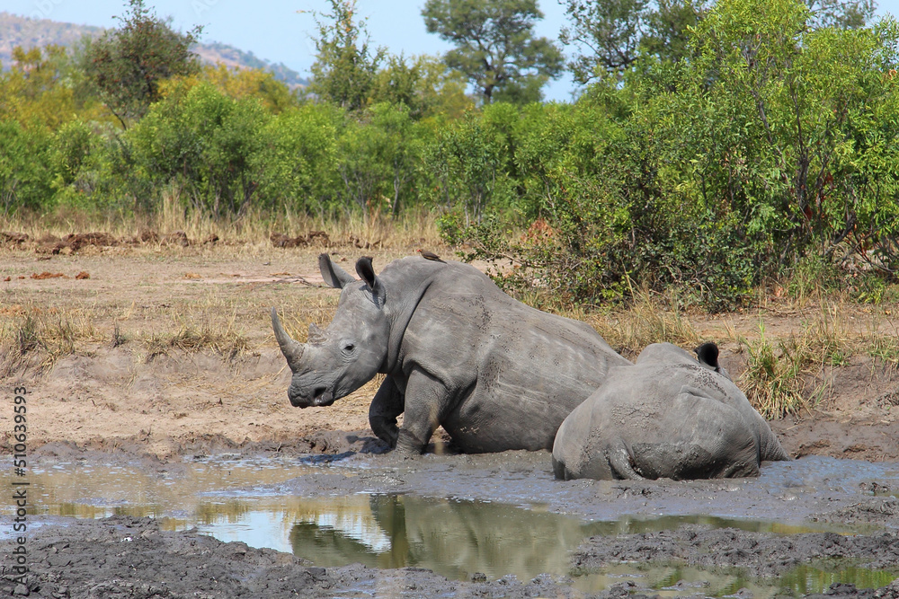 Fototapeta premium Breitmaulnashorn und Rotschnabel-Madenhacker / Square-lipped rhinoceros and Red-billed oxpecker / Ceratotherium simum et Buphagus erythrorhynchus