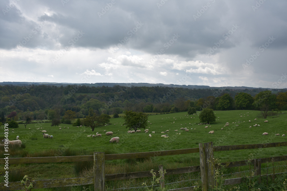 Grazing Herd of Sheep in a Big Field