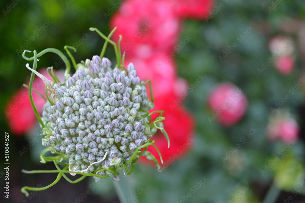 Obraz premium Allium Blossom Blurred Background
