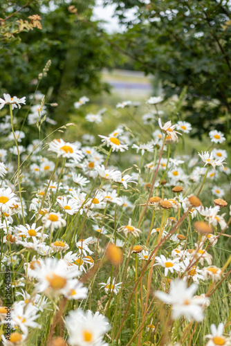 field of daisies