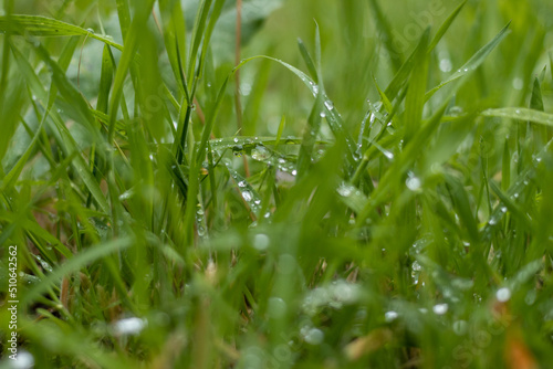 dew on grass