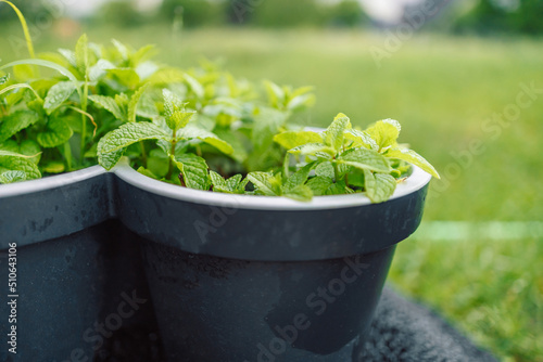 Fresh eco mint herbs in a black pot on a green background in the garden