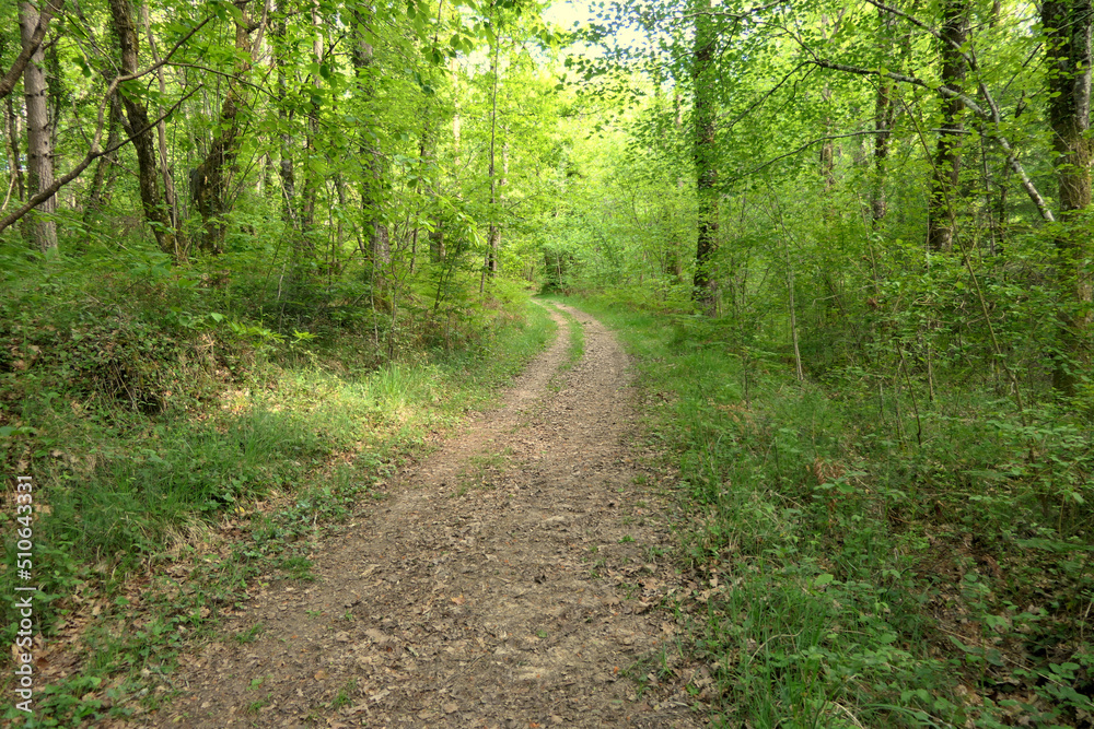 A country pathway in Spring, disappearing into the woodland
