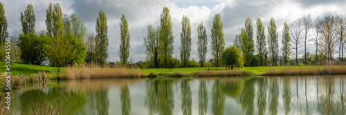 Panorama of a row of poplar trees with reflection in lake water at Marais Poitevin, Charente Maritime, France
