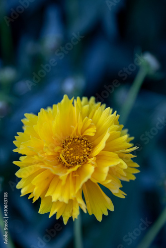 Coreopsis flower