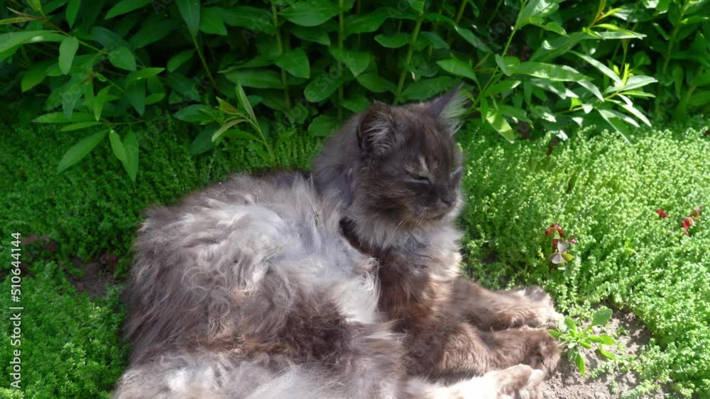 the cat is resting in the grass. domestic cat for a walk the cat is resting in the grass. domestic cat for a walk