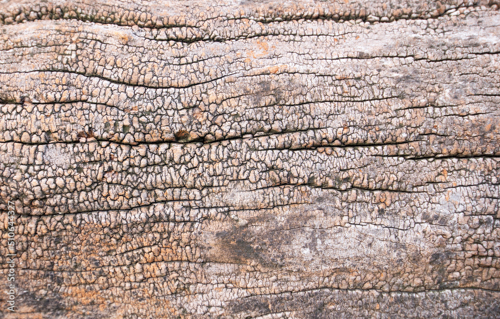 Naturally changing background images and textures of plant objects. Naturally changing background images and textures of plant objects.