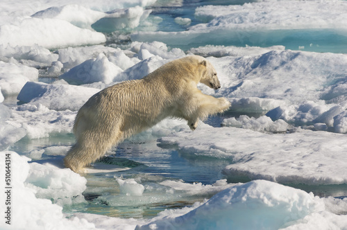 Polar Bear (ursus maritimus) jumping on floating ice, Davis Strait, Labrador See, Labrador, Canada photo
