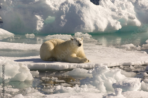 Polar Bear (Ursus maritimus) on floating ice, Davis Strait, Nunavut, Canada photo