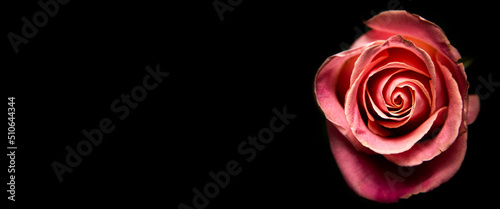 Pink rose on a black background close-up. Beautiful flowers. Banner