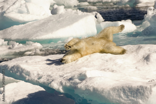 Polar Bear  Ursus maritimus  stretching on floating ice  Davis Strait  Nunavut  Canada