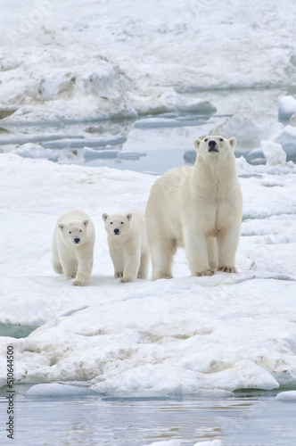 Mother polar bear with two cubs (Ursus Maritimus) walking on the ice, Wrangel Island, Chuckchi Sea, Russian Far East, Asia