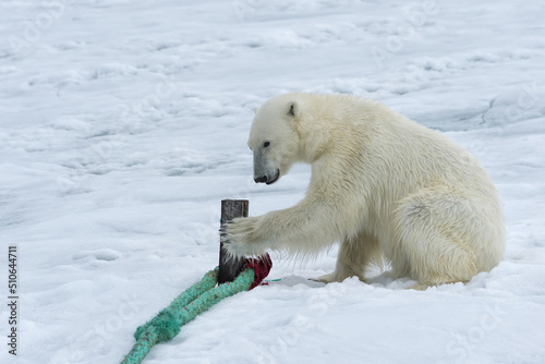 Polar Bear (Ursus maritimus) inspecting the rope and chewing on the pole of an expedition ship, Svalbard Archipelago, Norway