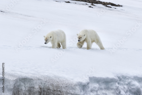 Two yearling polar bear cubs (Ursus maritimus) walking on the ridge of a glacier, Spitsbergen Island, Svalbard Archipelago, Norway