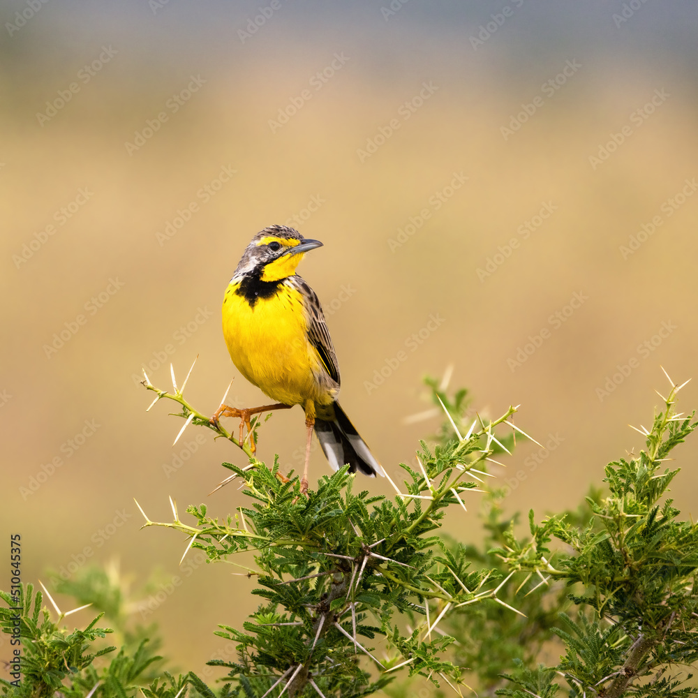 A yellow-throated longclaw, macronyx croceus, perched on a thorny acacia tree in Queen Elizabeth National Park, Uganda. Soft background with space for text. A yellow-throated longclaw, macronyx croceus, perched on a thorny acacia tree in Queen Elizabeth National Park, Uganda. Soft background with space for text.